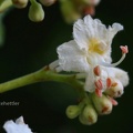 Weiße Rosskastanie (Aesculus hippocastanum)